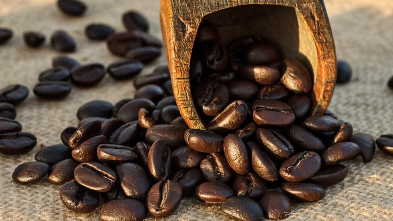 Nahaufnahme dunkel gerösteter Kaffeebohnen auf Leinen neben einer hölzernen Schaufel